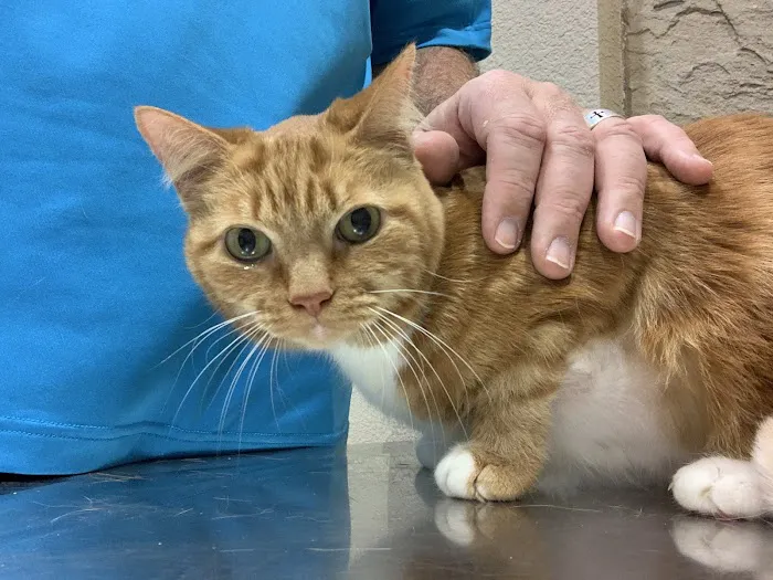 Bingle Veterinary Clinic 9