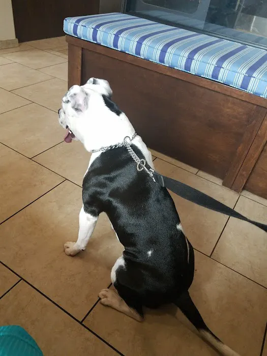 Bingle Veterinary Clinic 5