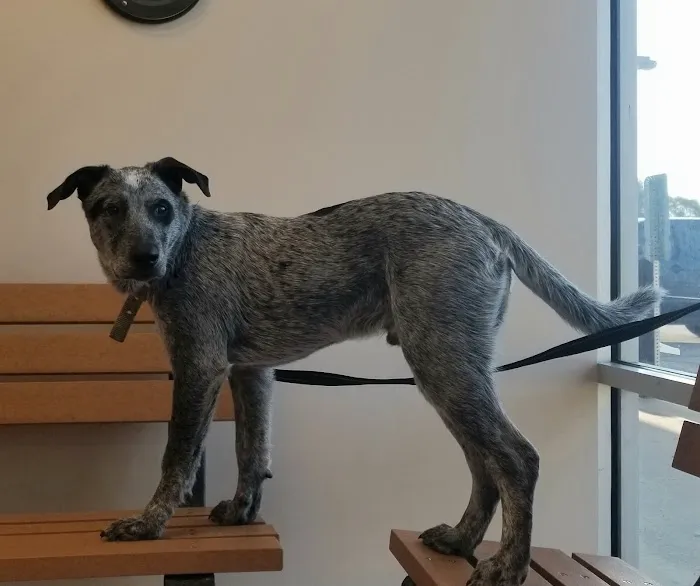 SNAP Spay-Neuter & Animal Wellness Clinic - Pasadena 5