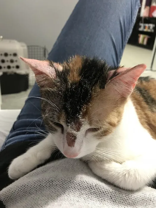 SNAP Spay-Neuter & Animal Wellness Clinic - Pasadena 1