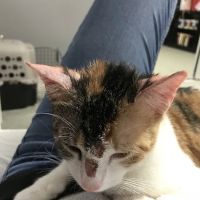 SNAP Spay-Neuter & Animal Wellness Clinic - Pasadena ico