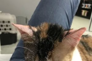 SNAP Spay-Neuter & Animal Wellness Clinic - Pasadena