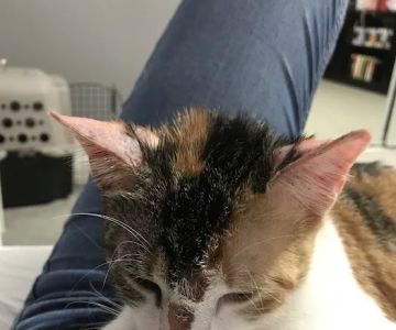 SNAP Spay-Neuter & Animal Wellness Clinic - Pasadena