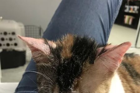 SNAP Spay-Neuter & Animal Wellness Clinic - Pasadena