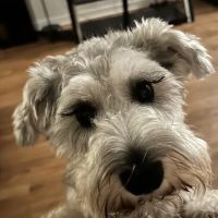 Richey Animal Clinic ico