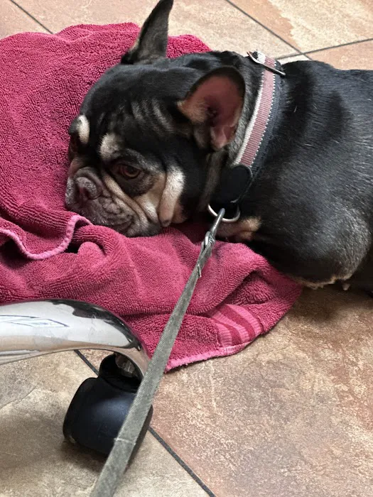 Veterinary Urgent Care 12
