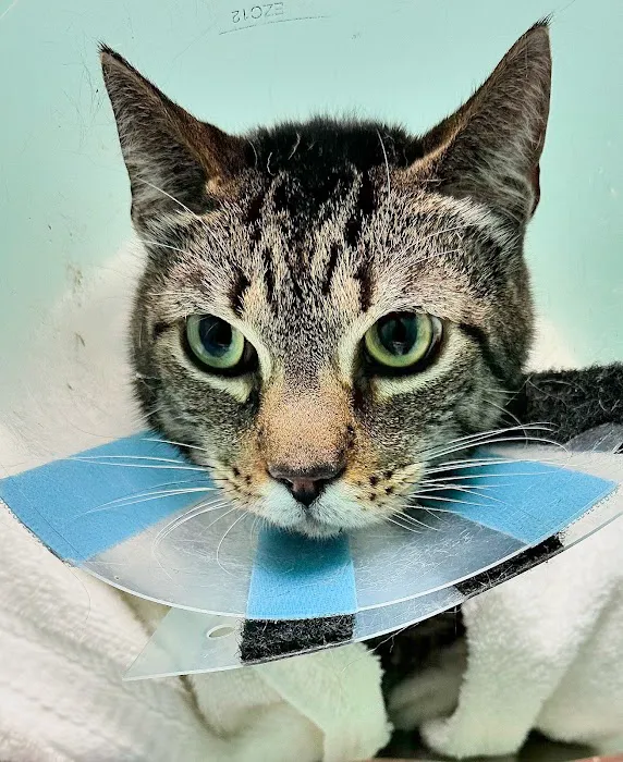 Veterinary Urgent Care 12