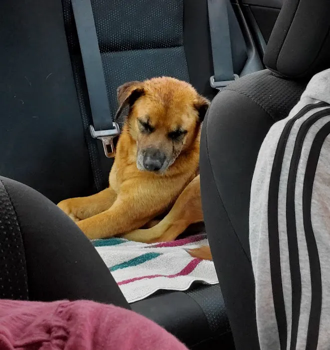 Long Drive Dog & Cat Hospital 6