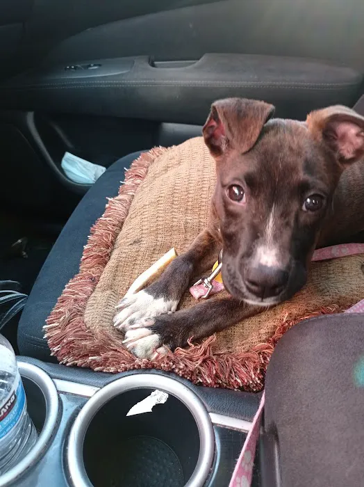 Long Drive Dog & Cat Hospital 7