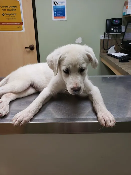 Long Drive Dog & Cat Hospital 5