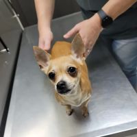 Highlands Animal Clinic ico