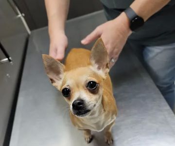 Highlands Animal Clinic