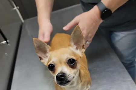 Highlands Animal Clinic