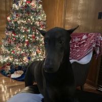 Preston Road Pet Hospital ico