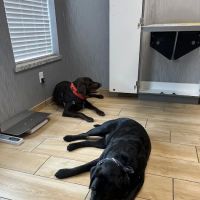 Red Bluff Animal Hospital ico