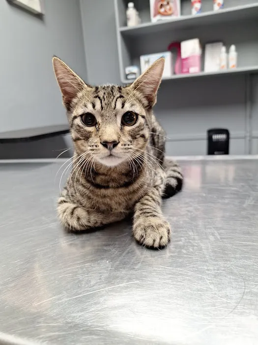 Baytown Animal Hospital 4