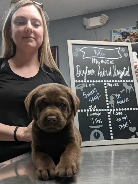 Baytown Animal Hospital 8