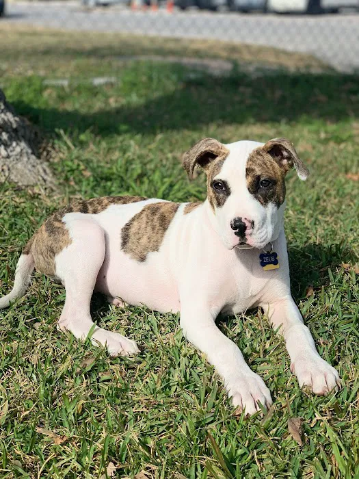 Baytown Animal Hospital 9