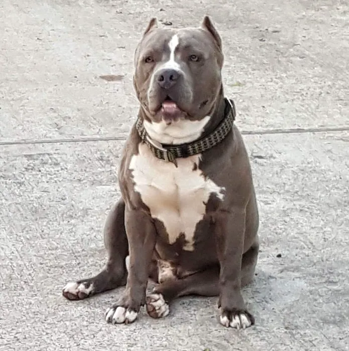 Baytown Animal Hospital 1