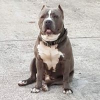 Baytown Animal Hospital ico