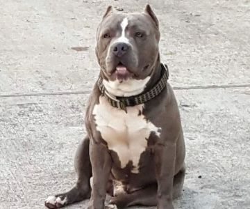 Baytown Animal Hospital