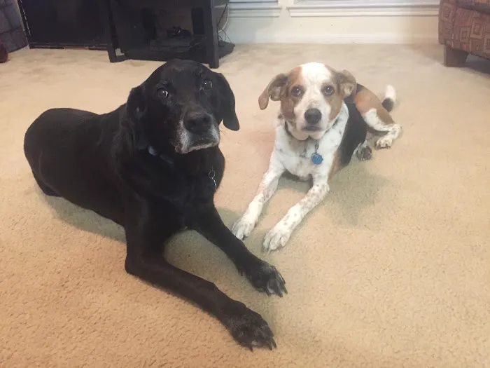 Vetco Total Care Animal Hospital 12