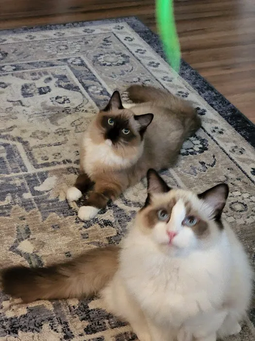 Meow City Ragdoll - Ragdoll Kittens for Sale 8