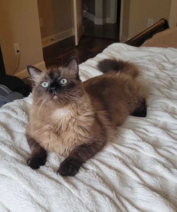 Meow City Ragdoll - Ragdoll Kittens for Sale 5