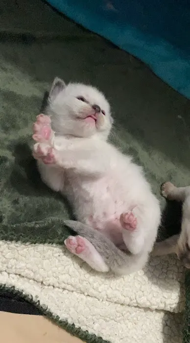 Meow City Ragdoll - Ragdoll Kittens for Sale 2