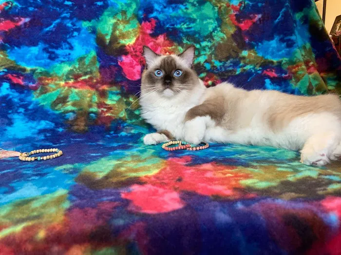 Meow City Ragdoll - Ragdoll Kittens for Sale 7