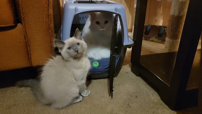 Meow City Ragdoll - Ragdoll Kittens for Sale 3