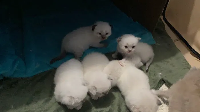 Meow City Ragdoll - Ragdoll Kittens for Sale 1