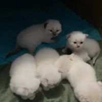 Meow City Ragdoll - Ragdoll Kittens for Sale ico