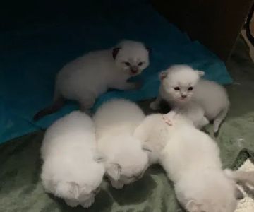 Meow City Ragdoll - Ragdoll Kittens for Sale