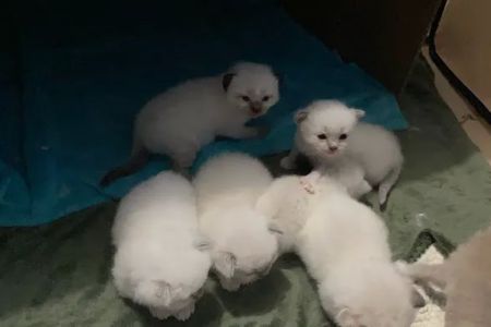 Meow City Ragdoll - Ragdoll Kittens for Sale