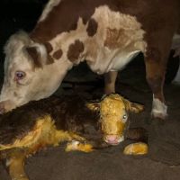 Northwest Animal Hospital ico