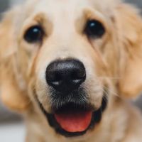 FM 1960 Animal Hospital ico