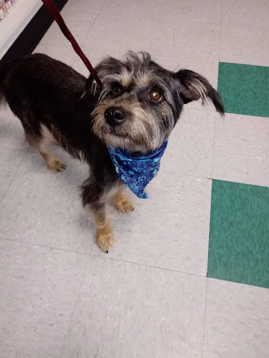 Abbott Animal Clinic 3