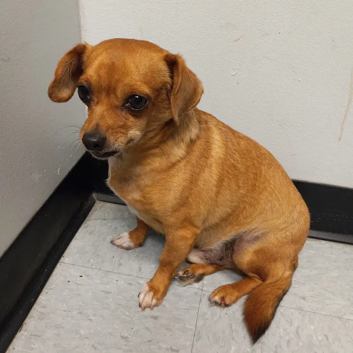 Abbott Animal Clinic 7