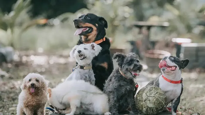 Abbott Animal Clinic 1