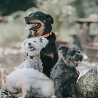 Abbott Animal Clinic ico
