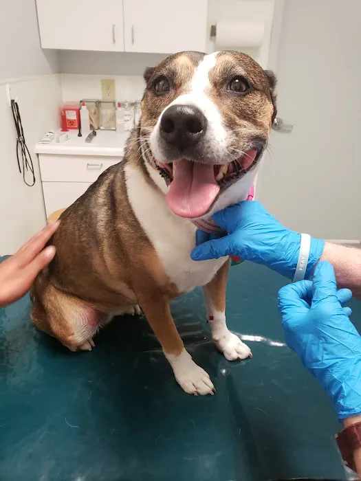 Abbott Animal Clinic 8