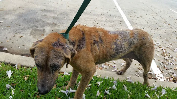 Abbott Animal Clinic 2