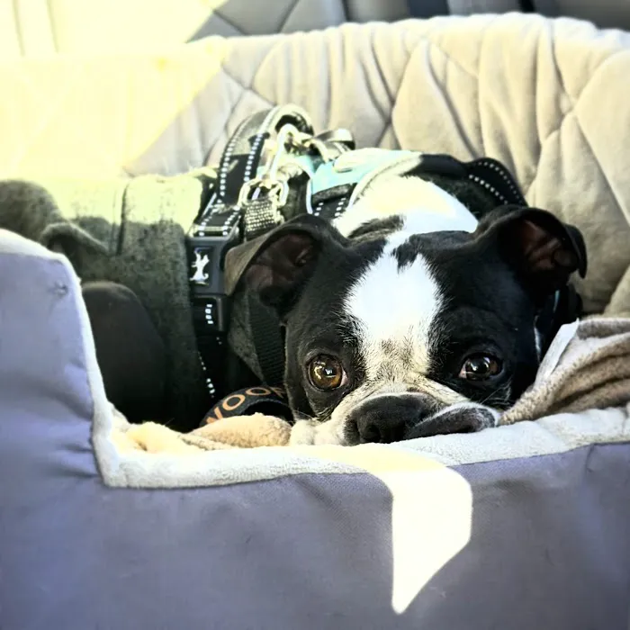 Eye Care for Animals 9