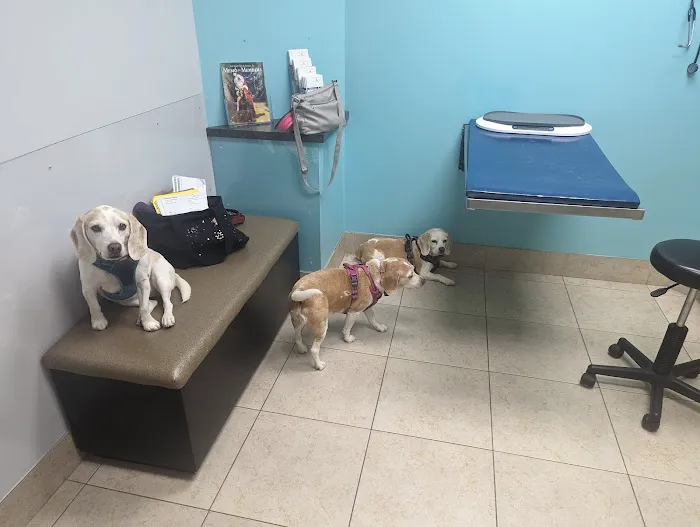 Eye Care for Animals 4