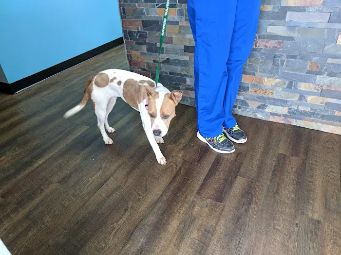 Aldine Westfield Animal Clinic 1
