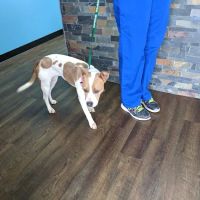Aldine Westfield Animal Clinic ico