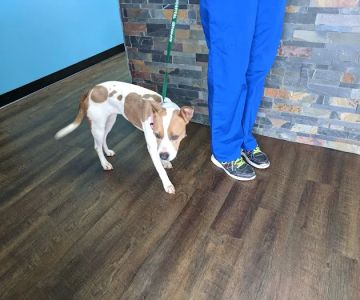 Aldine Westfield Animal Clinic