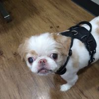 Treaschwig Veterinary Clinic ico
