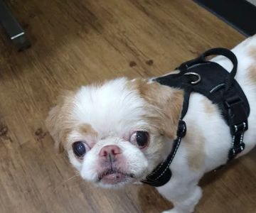 Treaschwig Veterinary Clinic